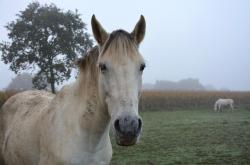 驰骋智慧草原，常识修改器合集与骑马艺术的奇妙融合