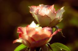 海棠花开，探索汉化的魅力与影响