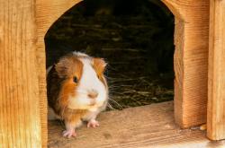 趣闻揭秘，生肖中的动物象征与文化寓意