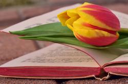 海棠花开新篇章，轻松改名的艺术与智慧