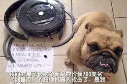 绵阳造四足仿生机器人科技与仿生学的完美融合