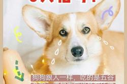 6新手养狗攻略狗狗品种合集深圳买狗推荐