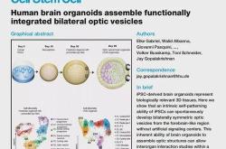 新型体外生物神经元在线平台发布，包含个人脑类器官