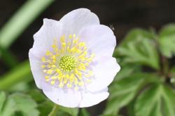 解读梦境，周公解梦——花圈背后的寓意与人生启示