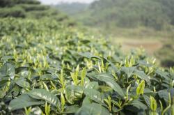探秘东方茶韵，一壶碧螺春，一场春天的邀请