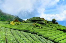 探秘中国茶城，追溯五千年的茶香之旅——走进茶叶之都的深度解析