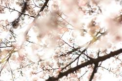 诗意流淌，生活如诗——探寻优美排比句中的韵律与哲思