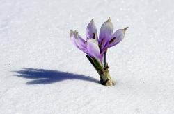 雪中烤叶，探索雪对植物生长的神奇热能效应
