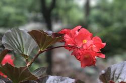 梅花香传千载，探析中国诗词中的梅花意象与人生哲理