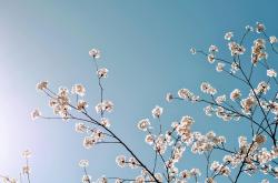 感恩师恩，点亮成长之光——以七绝诗致敬教师的力量