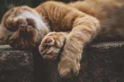 顺风车司机以扔猫威胁主人打钱