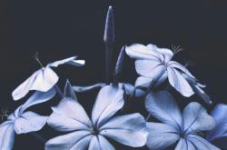 海棠花开，探索游戏世界中的海棠元素