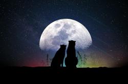 探索量子世界的奇异寓言，薛定谔的猫