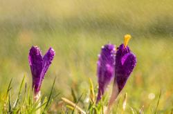 谷雨时节，自然与文化的交汇点