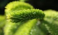 植物世界里的趣闻有哪些种类，探索自然界的绿色奇迹