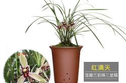 青岛红投置业有限公司