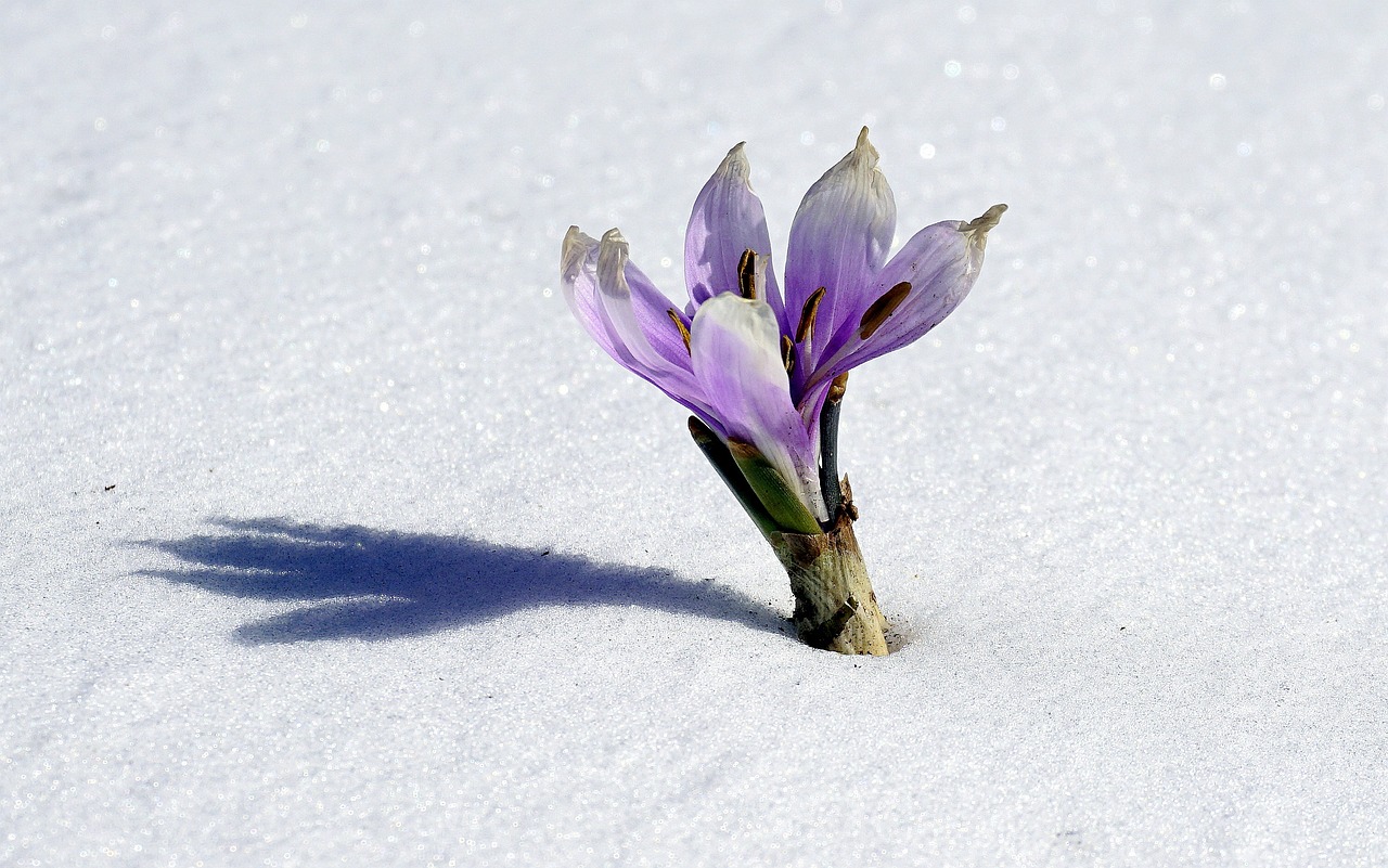 雪中烤叶，探索雪对植物生长的神奇热能效应