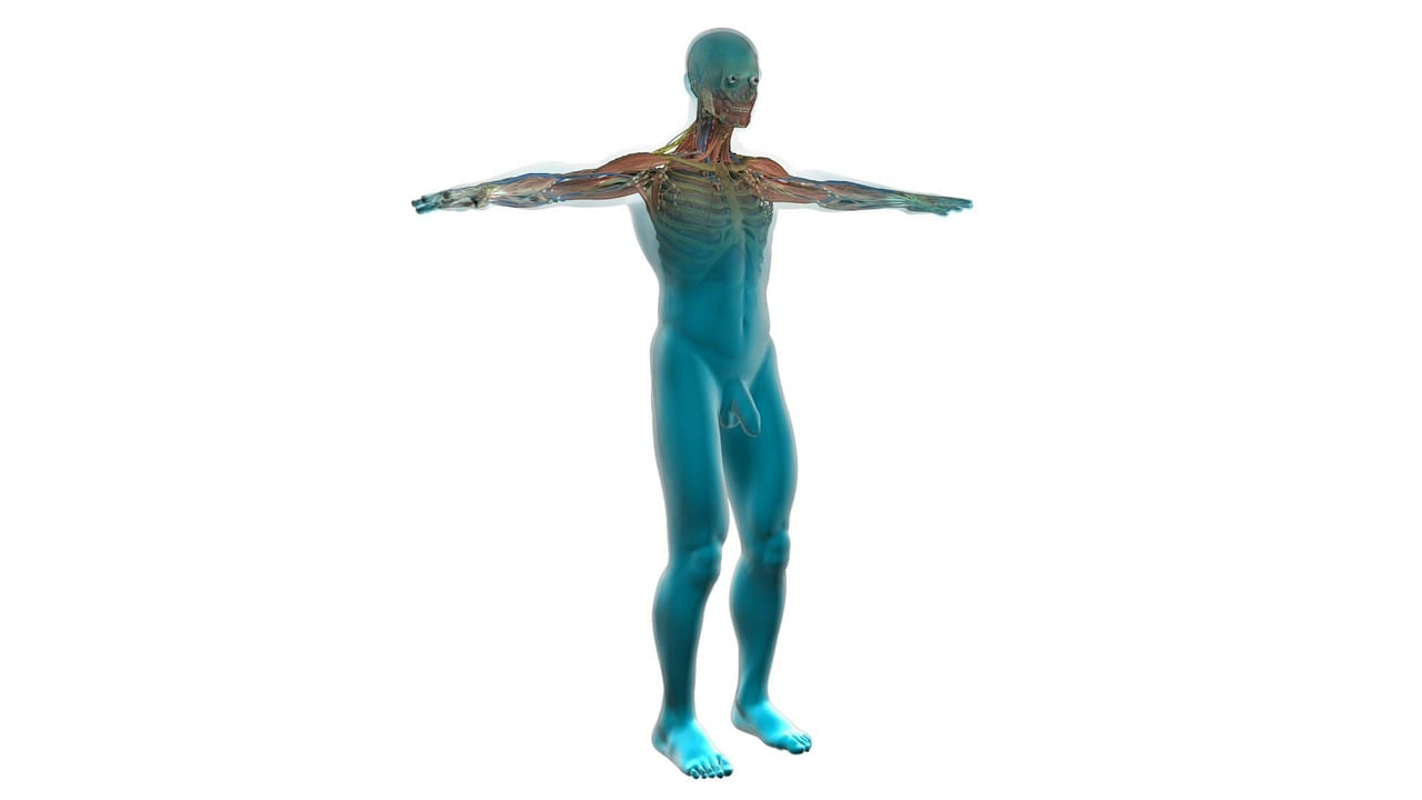 人体骨骼结构简图，探索支撑生命的框架