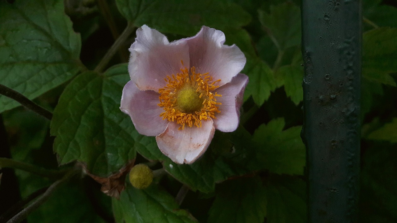 谷雨时节，花开正艳，探寻春末的花卉盛宴